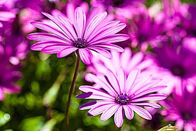 GTAOL：在赌场故事任务、名钻赌场豪劫，及更多内容中赢取奖励